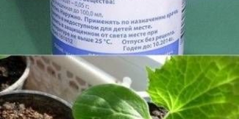 Kako zalijevati sadnice vodikovim peroksidom